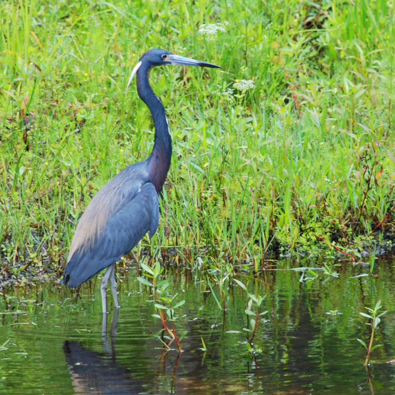 Shingle Creek Nature Reserve - Kissimmee - Panoramic Villas